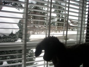 MINOLTA DIGITAL CAMERA