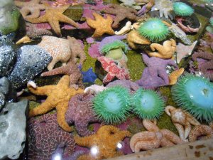 Touch pool at Oregon Coast Aquarium