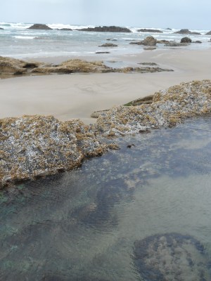 Tidal pool at Seal Rock, Oregon