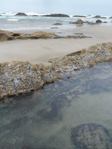 Tidal pool at Seal Rock, Oregon