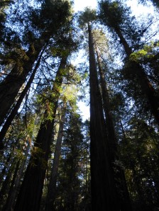 Stout Grove Redwoods