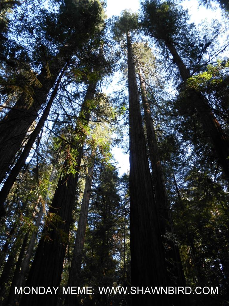 California Red Woods